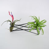 Nordic Style Air Plant Holder